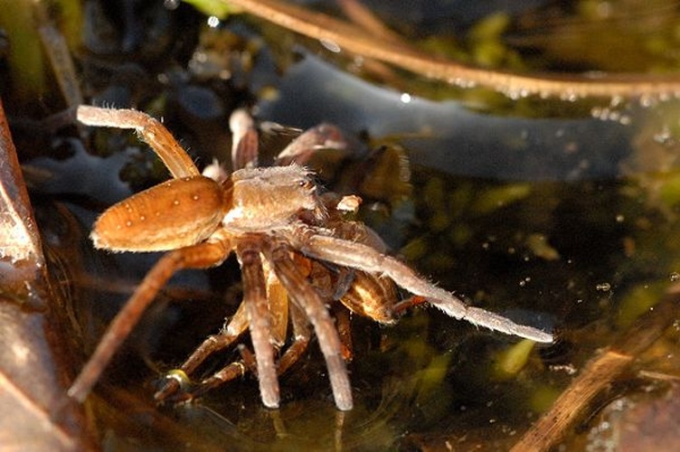 Pirata tenuitarsis &copy; James K. Lindsey