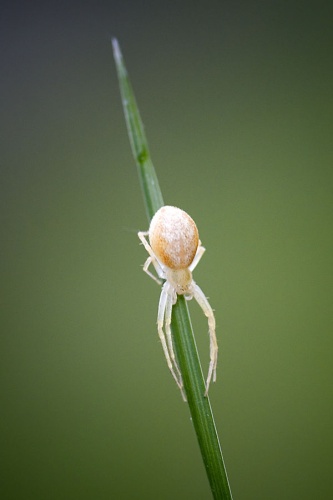 Philodromus albidus © www.invertebradosdehuesca.com