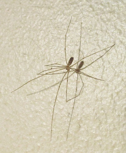 Psilochorus simoni &copy; <a href="//commons.wikimedia.org/wiki/User:Jonnmann" title="User:Jonnmann">Foto: Jonn Leffmann</a>