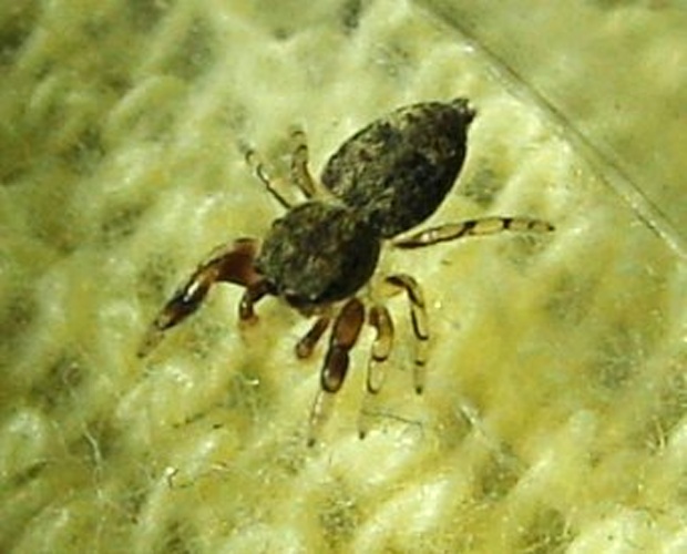 Ballus chalybeius &copy; <a href="//commons.wikimedia.org/wiki/User:Sarefo" title="User:Sarefo">Sarefo</a>