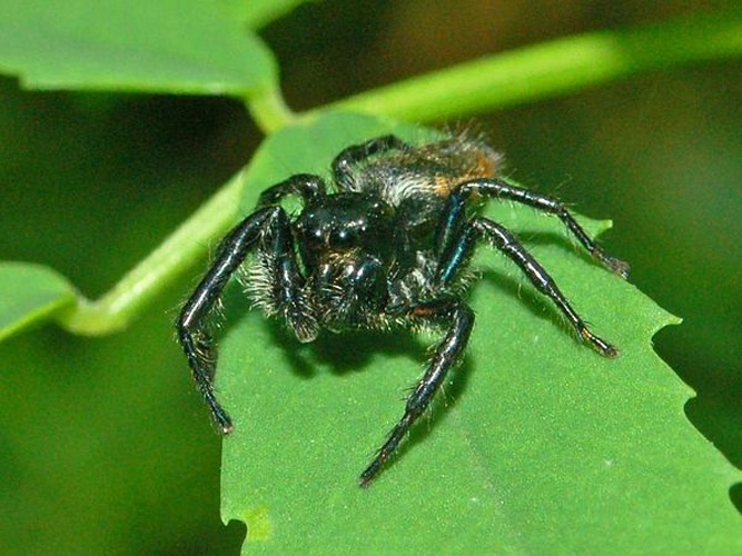 Carrhotus xanthogramma © <a href="//commons.wikimedia.org/wiki/User:Hectonichus" title="User:Hectonichus">Hectonichus</a>