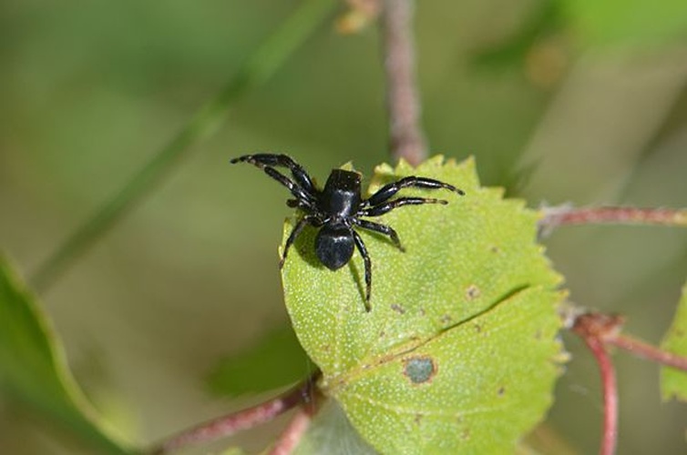 Chalcoscirtus infimus © <a href="//commons.wikimedia.org/wiki/User:Jean.claude" title="User:Jean.claude">Jean.claude</a>