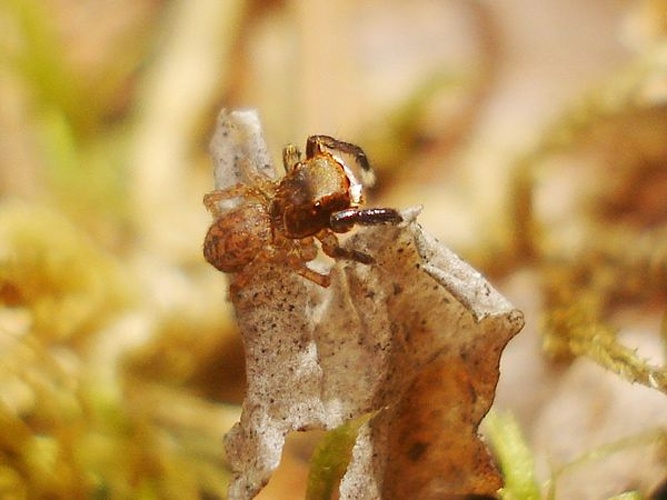 Euophrys frontalis © <a href="//commons.wikimedia.org/wiki/User:Sanja565658" title="User:Sanja565658">Sanja565658</a>