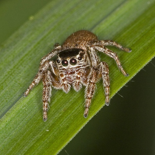 Evarcha falcata &copy; Please report references to <a rel="nofollow" class="external text" href="mailto:olei@despammed.com">olei@despammed.com</a>.