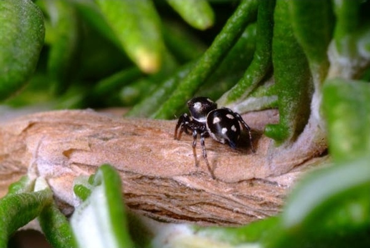 Heliophanus apiatus © <a rel="nofollow" class="external text" href="http://herramientas.educa.madrid.org/animalandia/autor.php?nombre=Laura%20Collado%20y%20Javier%20Peraleda">Lauro Collado y Javier Paraleda</a>