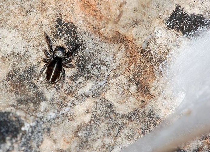 Pellenes brevis &copy; <a href="//commons.wikimedia.org/wiki/User:Dysmachus" title="User:Dysmachus">Fritz Geller-Grimm</a> and Felix Grimm