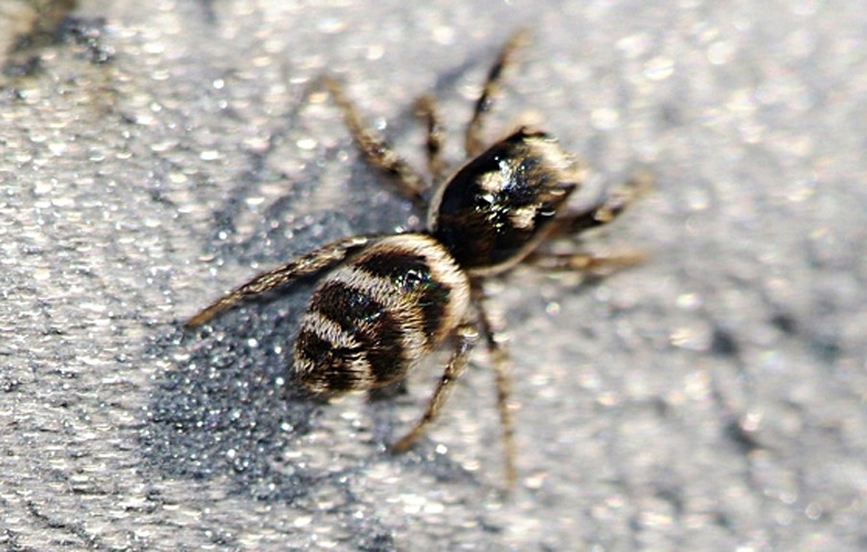 Salticus propinquus &copy; Laura Collado y Javier Peraleda