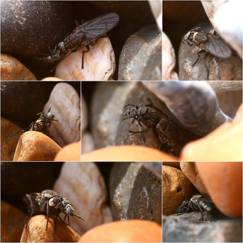 Sitticus rupicola &copy; <a rel="nofollow" class="external text" href="https://www.flickr.com/people/57984606@N00">Phil</a>