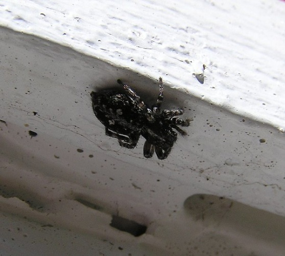 Sitticus terebratus &copy; Teppo Mutanen