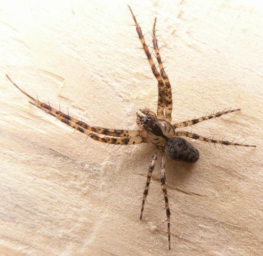 Metellina merianae © Markku A. Hutunen