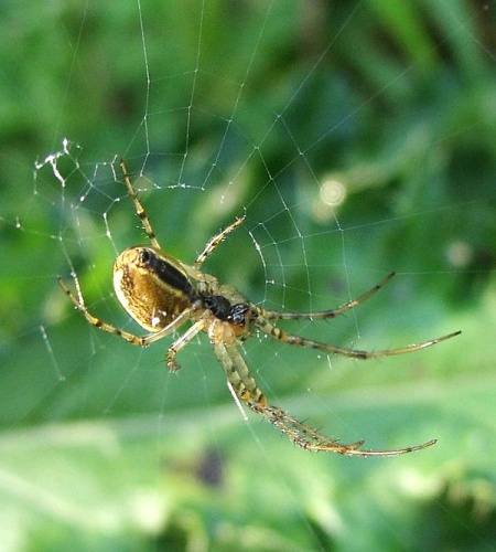 Metellina segmentata &copy; <a href="//commons.wikimedia.org/wiki/User:Sarefo" title="User:Sarefo">User:Sarefo</a>