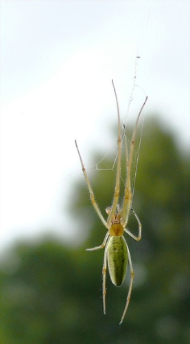 Tetragnatha pinicola &copy; <a href="//commons.wikimedia.org/wiki/User:Darius_Bauzys" title="User:Darius Bauzys">Darius Baužys</a>