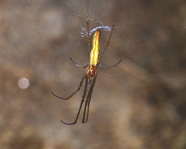 Tetragnatha striata © <a rel="nofollow" class="external text" href="http://herramientas.educa.madrid.org/animalandia/autor.php?nombre=Laura%20Collado%20y%20Javier%20Peraleda">Laura Collado y Javier Peraleda</a>