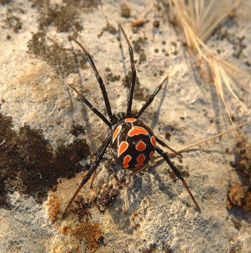 Latrodectus tredecimguttatus © No machine-readable author provided. <a href="//commons.wikimedia.org/w/index.php?title=User:Kork~commonswiki&amp;action=edit&amp;redlink=1" class="new" title="User:Kork~commonswiki (page does not exist)">Kork~commonswiki</a> assumed (based on copyright claims).