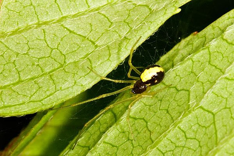 Neottiura bimaculata © Henry Ekholm