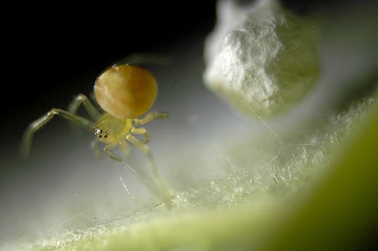 Paidiscura pallens &copy; Hannu Määttänen