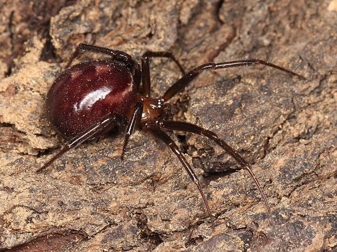 Steatoda grossa &copy; <a href="//commons.wikimedia.org/wiki/User:Kaldari" title="User:Kaldari">Ryan Kaldari</a>