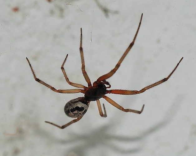 Steatoda nobilis © <a href="//commons.wikimedia.org/wiki/User:Alvesgaspar" title="User:Alvesgaspar">Alvesgaspar</a>