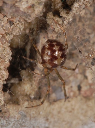 Triangulate cobweb spider © <a href="//commons.wikimedia.org/wiki/User:Dysmachus" title="User:Dysmachus">Fritz Geller-Grimm</a>