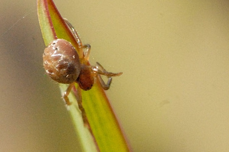 Theridion hemerobium © James K. Lindsey