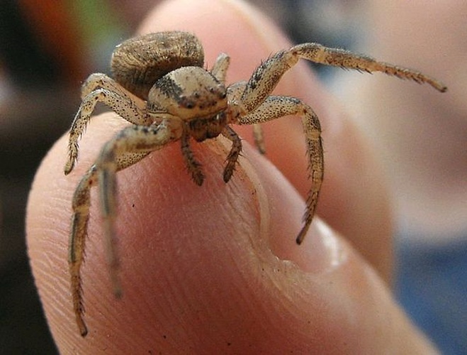 Ozyptila atomaria &copy; <a href="//commons.wikimedia.org/wiki/User:Sarefo" title="User:Sarefo">Sarefo</a>