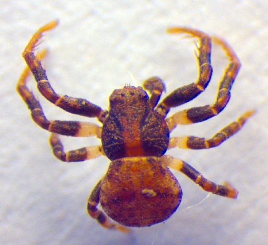 Ozyptila brevipes &copy; Zoologische Staatssammlung Muenchen