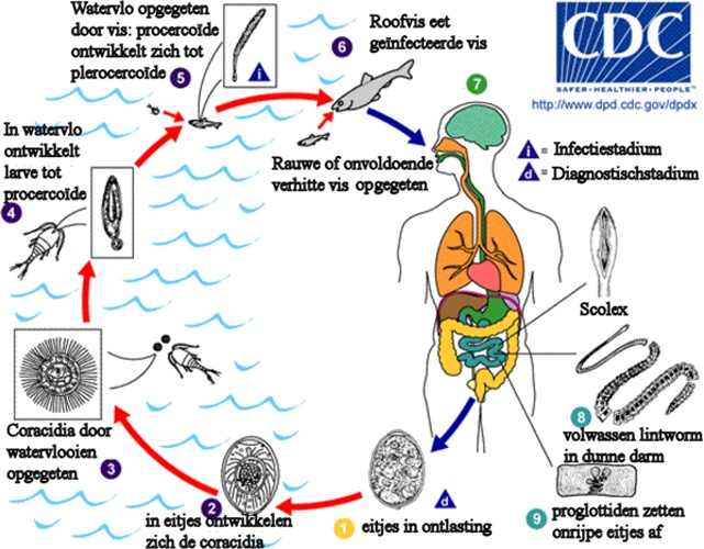 Diphyllobothrium latum © <a href="https://en.wikipedia.org/wiki/User:Harry491" class="extiw" title="en:User:Harry491">Harry491</a>