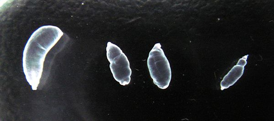 Taenia crassiceps © <a href="//commons.wikimedia.org/w/index.php?title=Carolina_Miranda_Brito&amp;action=edit&amp;redlink=1" class="new" title="Carolina Miranda Brito (page does not exist)">Carolina Miranda Brito</a>