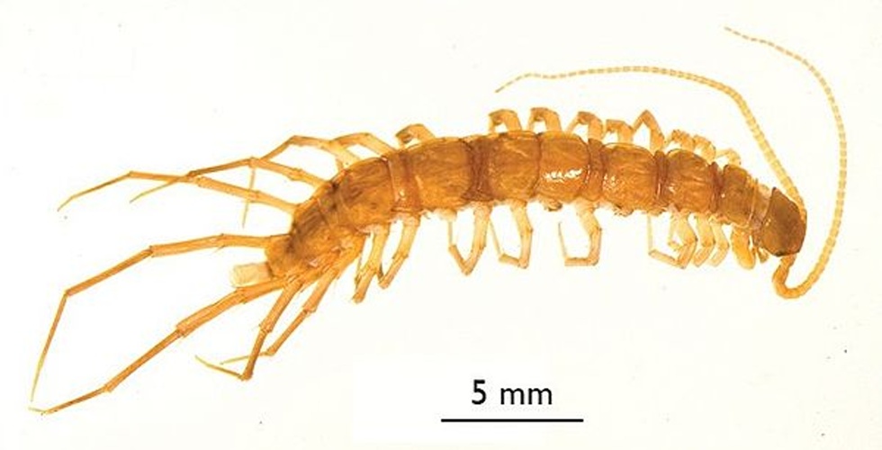 Eupolybothrus longicornis © Pavel Stoev, Nesrine Akkari, Marzio Zapparoli, David Porco, Henrik Enghoff, Gregory D. Edgecombe, Teodor Georgiev, Lyubomir Penev