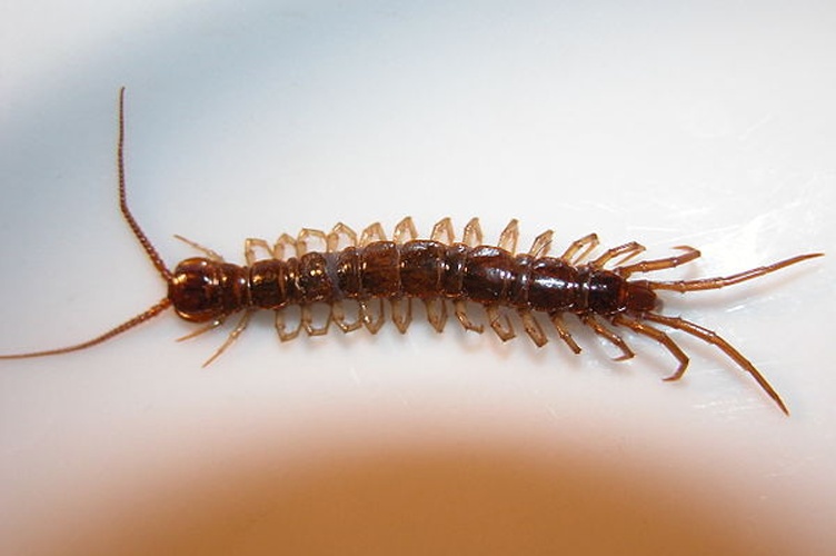 Lithobius forficatus &copy; 