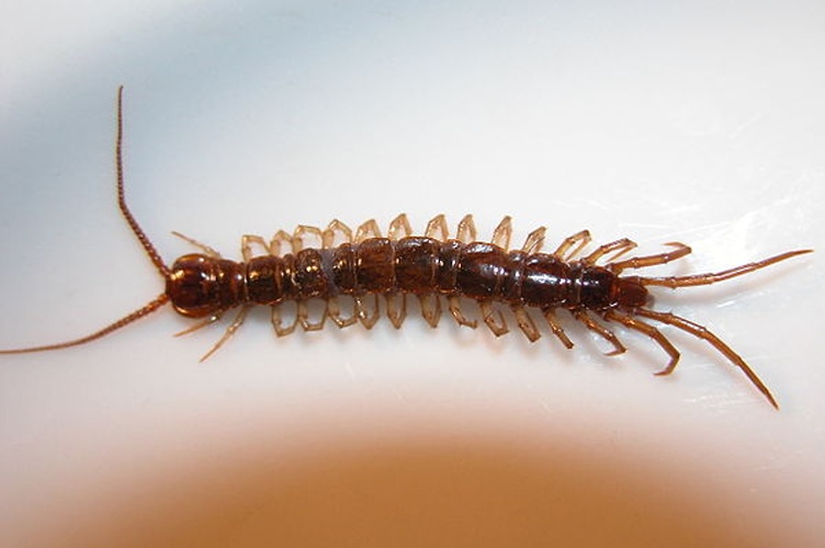 Lithobius forficatus © 