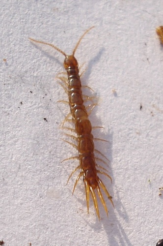 Lithobius microps © <a rel="nofollow" class="external text" href="https://www.flickr.com/people/25258702@N04">Mick Talbot</a> from Lincoln (U.K.), England