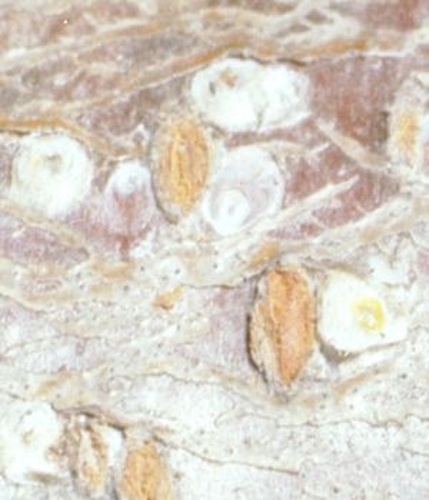 Pseudaulacaspis pentagona &copy; <span lang="en">Unknown</span>