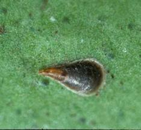 Lepidosaphes beckii &copy; United States Department of Agricuture