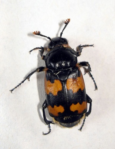 Nicrophorus vespillo © <a href="//commons.wikimedia.org/wiki/User:Tlus%C5%A5a" title="User:Tlusťa">Tlusťa</a>