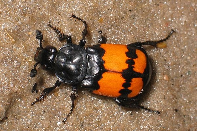 Nicrophorus vespilloides &copy; Holger Gröschl