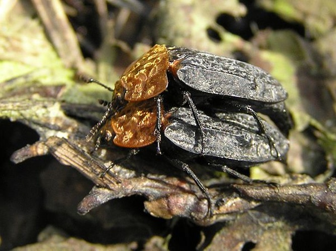 Red-breasted Carrion Beetle &copy; 