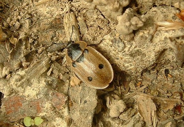Dendroxena quadrimaculata &copy; <a href="//commons.wikimedia.org/wiki/User:Jeffdelonge" title="User:Jeffdelonge">Jeffdelonge</a>