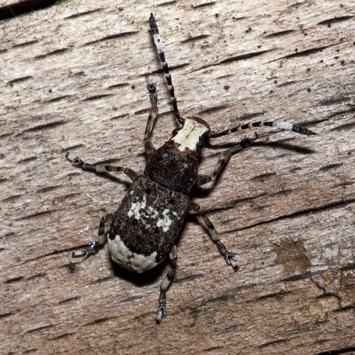 Platystomos albinus &copy; picture taken by <a href="https://de.wikipedia.org/wiki/User:olei" class="extiw" title="de:User:olei">Olei</a>