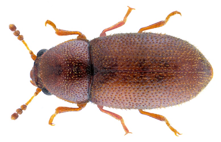 Ennearthron cornutum © <a rel="nofollow" class="external text" href="https://www.flickr.com/people/30703260@N08">Udo Schmidt</a> from Deutschland