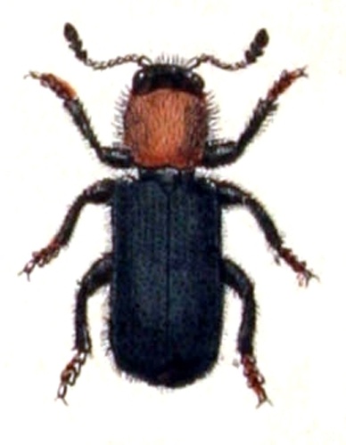 Dermestoides sanguinicollis © <bdi><a href="https://www.wikidata.org/wiki/Q18508143" class="extiw" title="d:Q18508143">Emil Hochdanz</a>
</bdi>