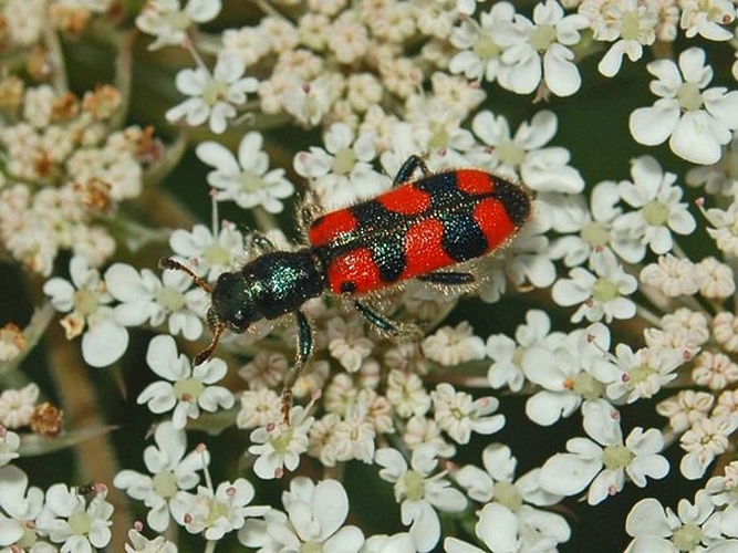 Trichodes leucopsideus © <a href="//commons.wikimedia.org/wiki/User:Hectonichus" title="User:Hectonichus">Hectonichus</a>