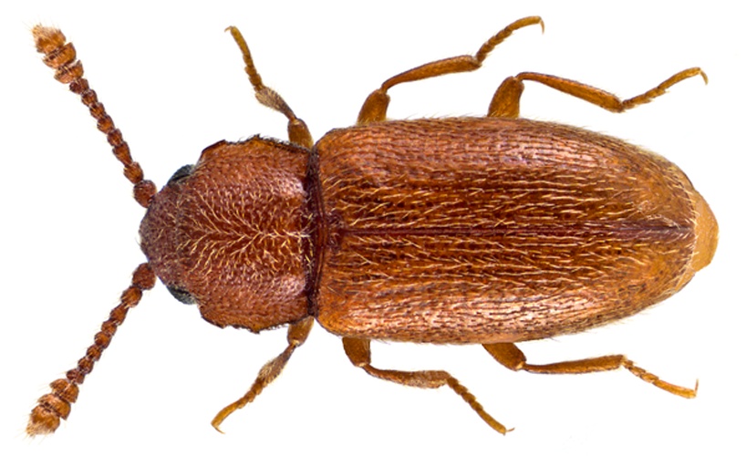 Cryptophagus dentatus © <a rel="nofollow" class="external text" href="https://www.flickr.com/people/30703260@N08">Udo Schmidt</a> from Deutschland