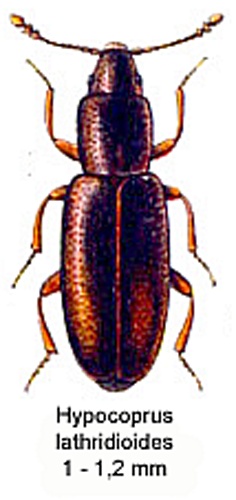 Hypocoprus latridioides © <a href="https://de.wikipedia.org/wiki/Edmund_Reitter" class="extiw" title="de:Edmund Reitter">de:Edmund Reitter</a> († 15. März 1920)