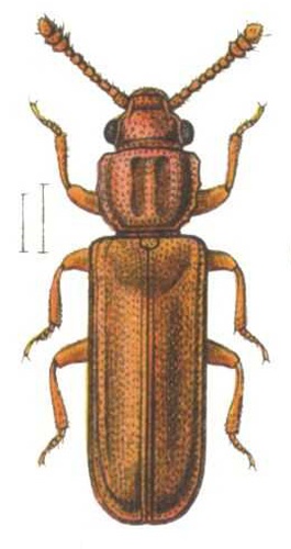 Pediacus depressus © 