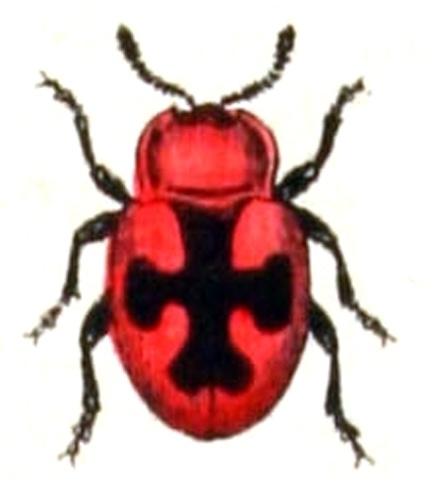 Mycetina cruciata &copy; <bdi><a href="https://www.wikidata.org/wiki/Q18508143" class="extiw" title="d:Q18508143">Emil Hochdanz</a>
</bdi>