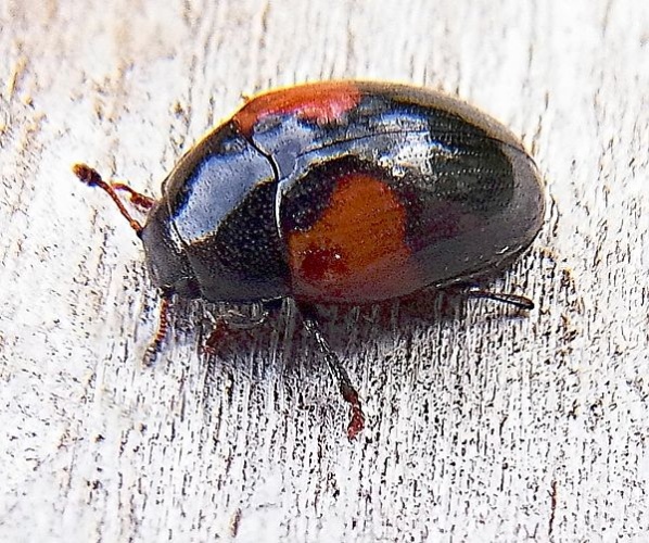 Tritoma bipustulata &copy; <a href="//commons.wikimedia.org/wiki/User:Siga" title="User:Siga">Siga</a>