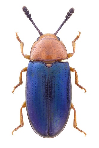 Triplax aenea &copy; John Hallmén