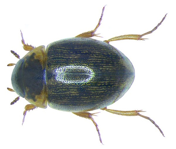Laccobius bipunctatus © <a rel="nofollow" class="external text" href="https://www.flickr.com/people/30703260@N08">Udo Schmidt</a> from Deutschland
