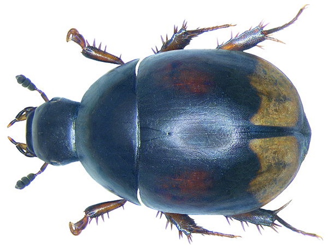 Sphaeridium lunatum &copy; <a rel="nofollow" class="external text" href="https://www.flickr.com/people/30703260@N08">Udo Schmidt</a> from Deutschland